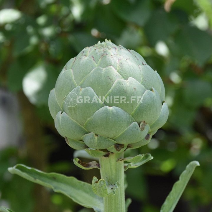 Green artichoke from Provence image